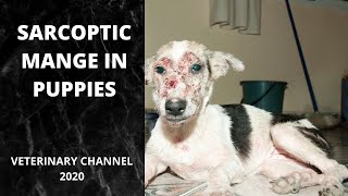 What Causes Sarcoptic Mange In Puppies  Scabies In Puppies [upl. by Inattyrb471]