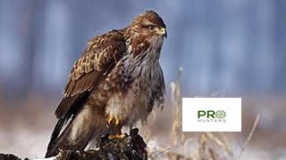 Common Buzzard Bird Sound Birds Call for Pro Hunters [upl. by Irv]