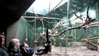 WhiteCheeked Gibbon Ethogram [upl. by Anahpos25]