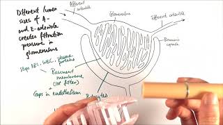 A2 Biology  Ultrafiltration OCR A Chapter 155 [upl. by Haliak287]