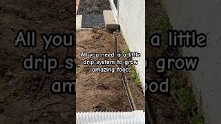 installed a drip irrigation for client to grow garden oasis [upl. by Aikahc]