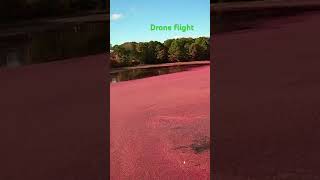 Cape Cod cranberry bog [upl. by Tabbi579]