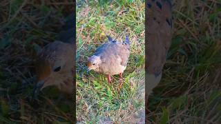 birdwatching on a calm evening serenity birdwatchingadventure birdwatchers birdslover birds [upl. by Mac]