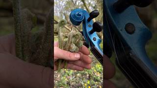 Can you eat Fiddleheads foraging ferns wildfood [upl. by Ecinehs]