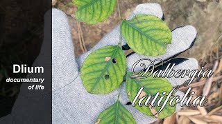 Indian rosewood Dalbergia latifolia  part 3 [upl. by Ivetts628]