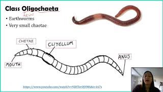 Phylum Annelida [upl. by Akfir]