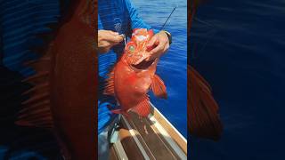 Catalana o Catalufa fishing laguaira pesca venezuela jigging slowpitchjigging [upl. by Nulubez761]