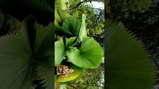 Licuala grandis Ruffled Fan Palm Palas Palm in Palm Family Arecaceae  Observed in Description [upl. by Yditsahc]