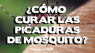 Como curar las picaduras de mosquito remedios caseros y recomendaciones [upl. by Leviram]