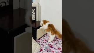 Malik sala hai Kahan Billu comedy 🤣🤣🤣catlovercatshortscatvideosviralshortsubscribe 🤣🤣🤣 [upl. by Hercule]