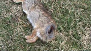 Unexplained Decapitated Rabbit in my yard [upl. by Narat]