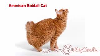 American Bobtail Cat [upl. by Arola]