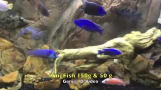 Best African Cichlid GenusSpecies Identification Video Ive seen [upl. by Llenol323]