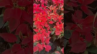 Poinsettia colourful leaves plant  different  unique youtubeshort religion  mahabharata [upl. by Lezley]