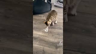 Cat vomiting  cats catvideos catbehavior [upl. by Dloreg]