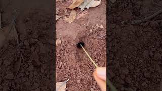 The process of using ants to repel farmland pests [upl. by Eussoj628]