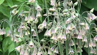 Nectaroscordum siculum [upl. by Franni]