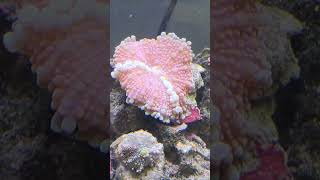 Feeding Yuma Mushroom Coral Timelapse [upl. by Suiratnod]