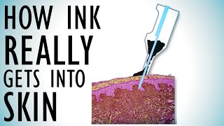 How Ink REALLY Gets Into Skin Tattoo Physics Part 1  Tattoo Overview  Episode 8 [upl. by Aiyram405]