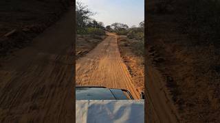 NeelGaye getting hunted by Tiger shorts sariskatigerreserve wildlife wildanimals [upl. by Bodkin246]