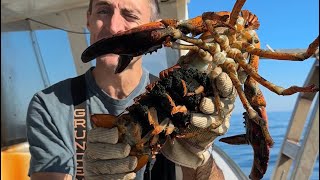 Maine Lobster Loaded With Eggs [upl. by Nosdrahcir]