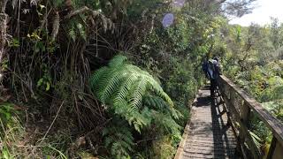 WALKING TOUR Tiritiri Matangi Auckland New Zealand [upl. by Hathcock160]