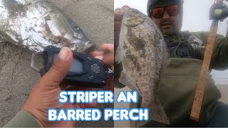 KASTMASTER IN THE SURF CATCHES STRIPER AND BARRED SURF PERCH MONTEREY BAY [upl. by Polloch878]