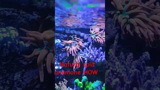 How to get anemones to split naturally anemone reefobsessed dance coraltank reeflife [upl. by Caty115]