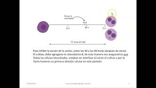 Ensayo de Micronucleos en Linfocitos [upl. by Rusell]