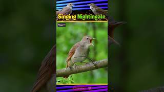 Melodic Marvel Bird  Enchanting World of the Nightingale Singing Bird  Creative Nature shorts [upl. by Nofpets]