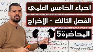 احياء الخامس العلمي  الفصل الثالث  الاخراج  الاخراج في الثديات  المحاضرة 5 تركيب الكلية [upl. by Tiphani]