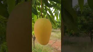 Kesar Mango 🥭 Farm  మామిడి 🥭 తోట [upl. by Ayotal130]