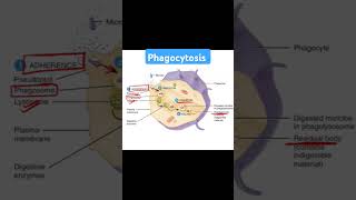 Phagocytosis biology neet science immunity lifescience [upl. by Nahsor]