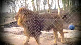 Male Lion Roaring Dartmoor Zoo England UK [upl. by Sobmalarah]