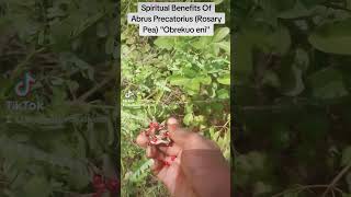 Spiritual Benefits Of Abrus Precatorius Rosary Pea quotObrekuo eniquot [upl. by Selim169]