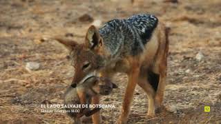 EL LADO SALVAJE DE BOTSUANA  NATIONAL GEOGRAPHIC ESPAÑA [upl. by Aniral]