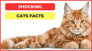 Shocking Cat Facts [upl. by Qifar510]