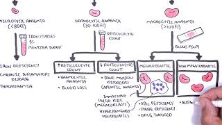 Anaemia anemia  classification microcytic normocytic and macrocytic and pathophysiology [upl. by Aehcsrop]