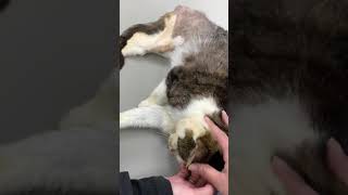 Bernard the cat found with missing back feet [upl. by Gladdy469]