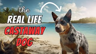 Australian Cattle Dog Facts 10 Amazing Heeler Facts [upl. by Ferdinand568]