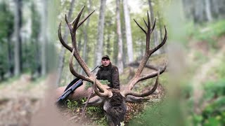 Red stag hunting in Romania  Hirschjagd in den Karpaten  Kronhjort jagt i Rumænien [upl. by Bax]