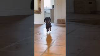 HOW DOES A MINI DACHSHUND REACT WHEN HE IS ALONE AT HOME [upl. by Cassella565]