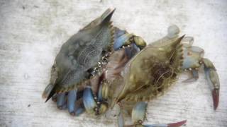 Soft Shell Crab Shedding By Jay Fleming Photography [upl. by Jepum871]