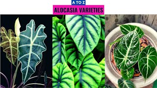 Alocasia Varieties A to Z [upl. by Ahseia]