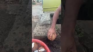 Coconut breaking skills perfect coconut breaking [upl. by Eisej]