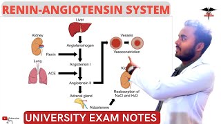 ReninAngiotensin system  Physiology functions of AngiotensinII [upl. by Rocco233]