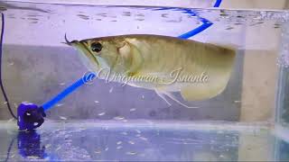 Di Jual Ikan Arwana Silver Brazil Panjang 50 Cm [upl. by Myranda]