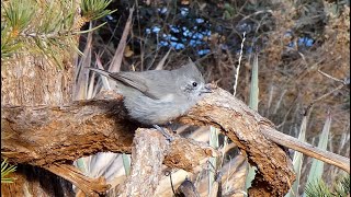 Juniper Titmouse in Sedona Arizona  ♫ Bird Song and Call [upl. by Corwun652]