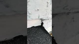 😂😬 Funneling WATER into the attic 🌊 florida homeinspection realestate lakelandflorida diy [upl. by Mccomb]