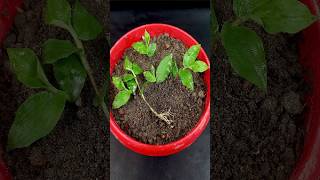 Grow cardamom from seeds  Grow Properly at home  Grow plants from seeds [upl. by Albin861]